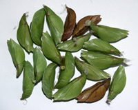 куколки бабочек Parthenos silvia